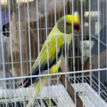 Does the answer to "how often should I feed my parakeets" change if I am trying to tame or train them?
