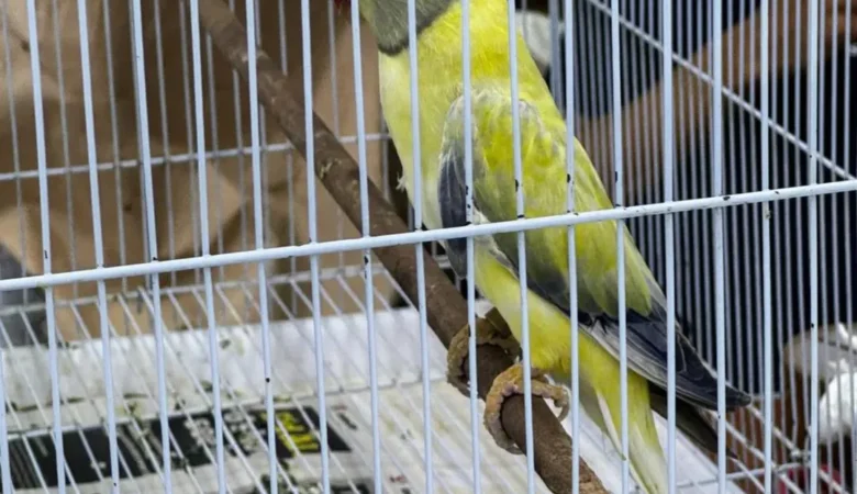 Parakeet breeders in Australia