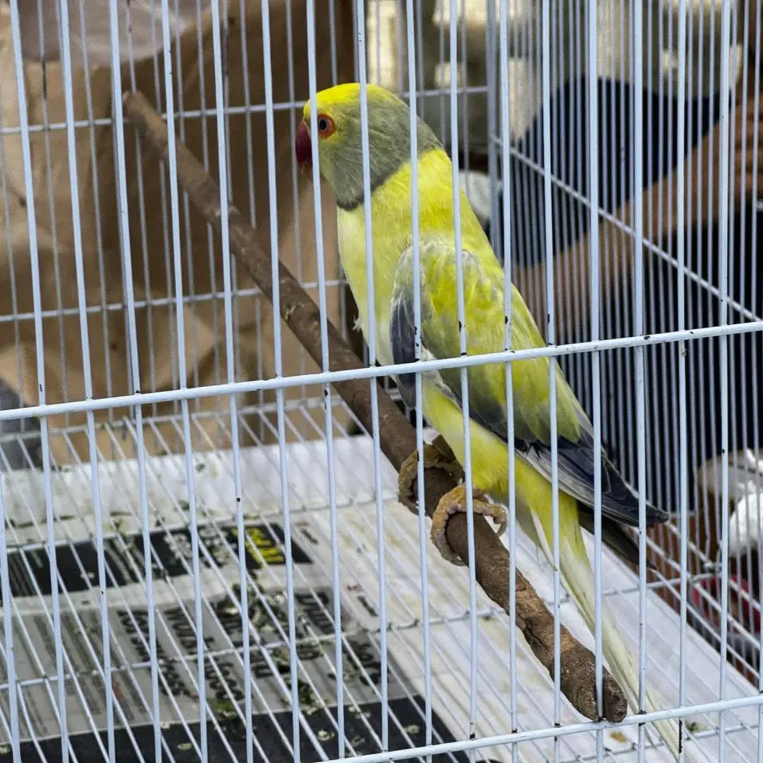 Parakeet breeders in Australia