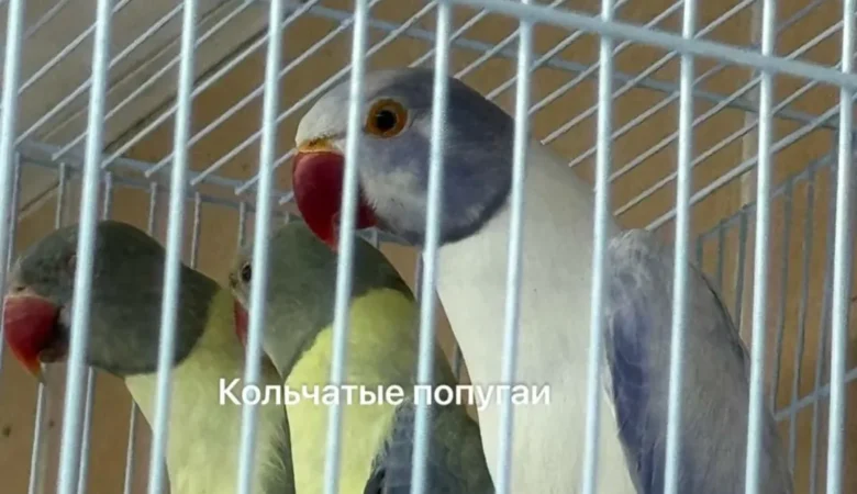 Parakeet breeders in Denmark