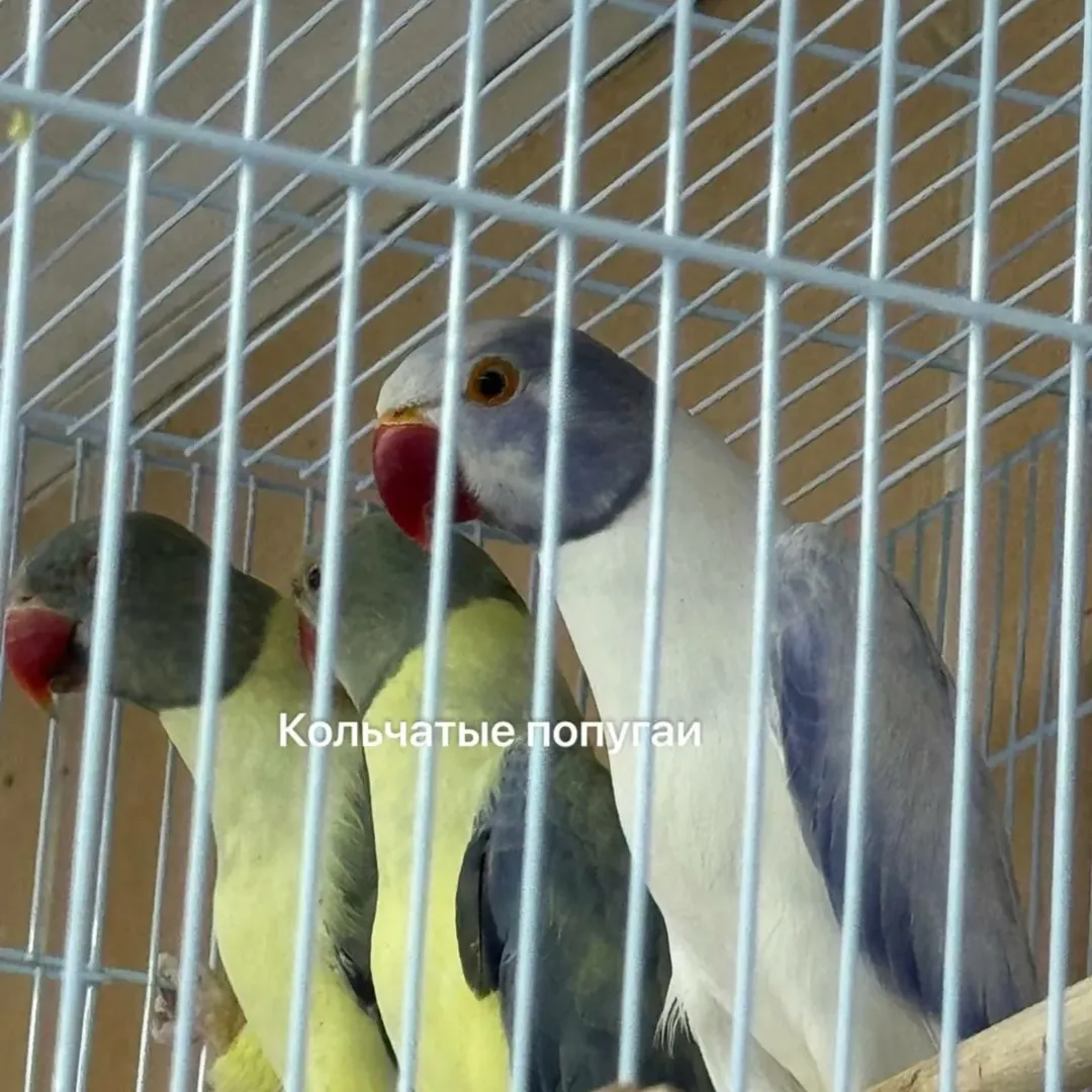 Parakeet breeders in Denmark