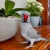 parakeet parrots for sale near me