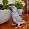 parakeet parrots for sale near me