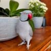 parakeet parrots for sale near me