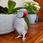 parakeet parrots for sale near me
