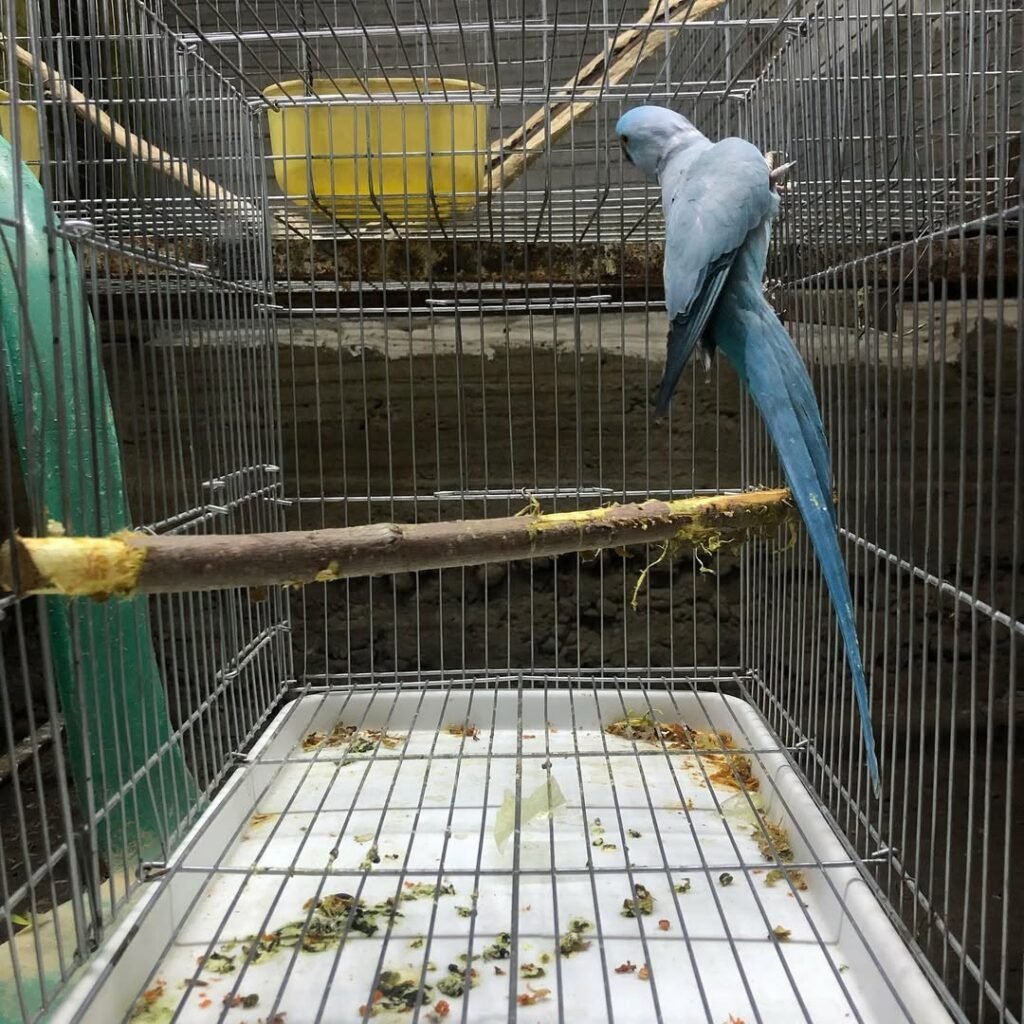how long do parakeets live