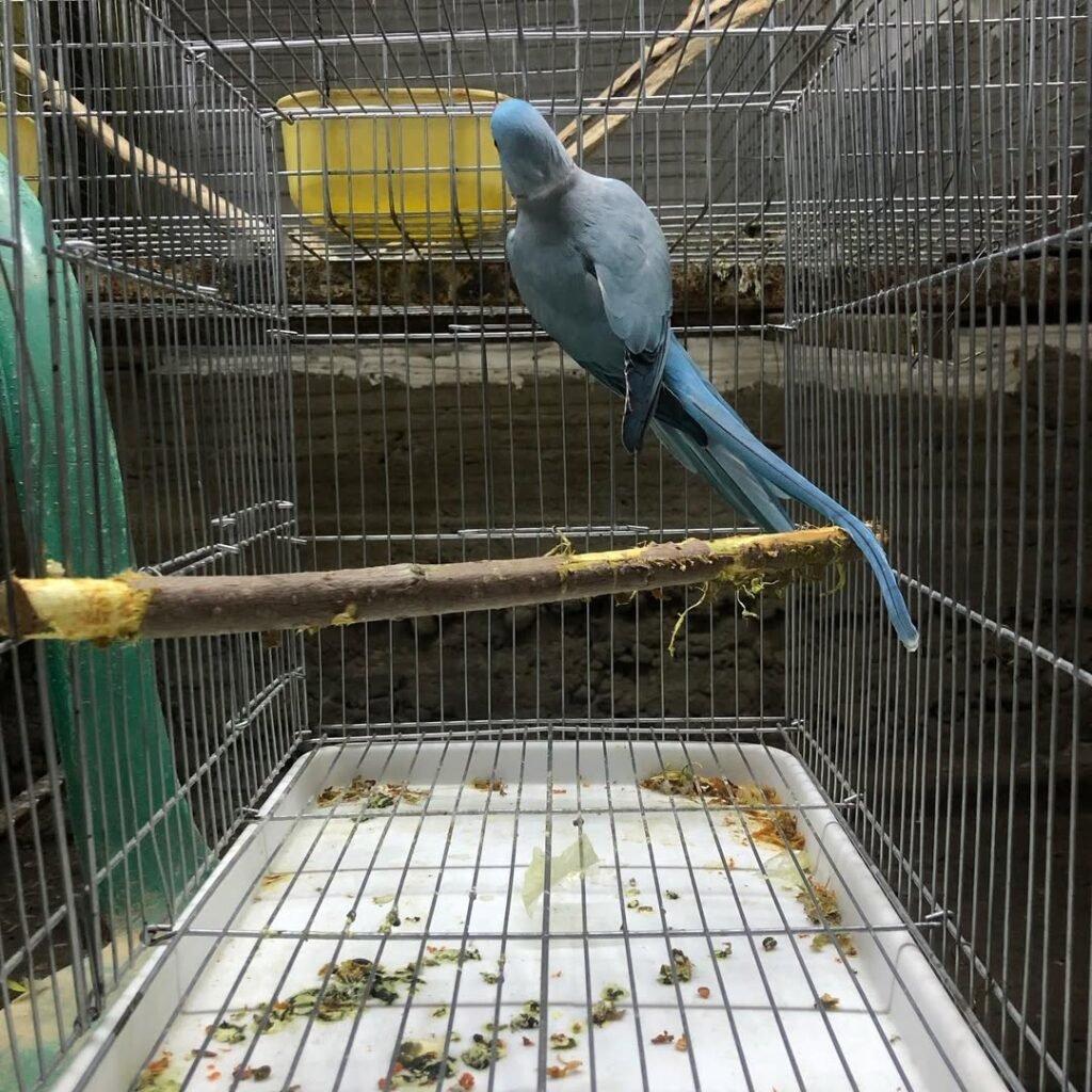parakeet london