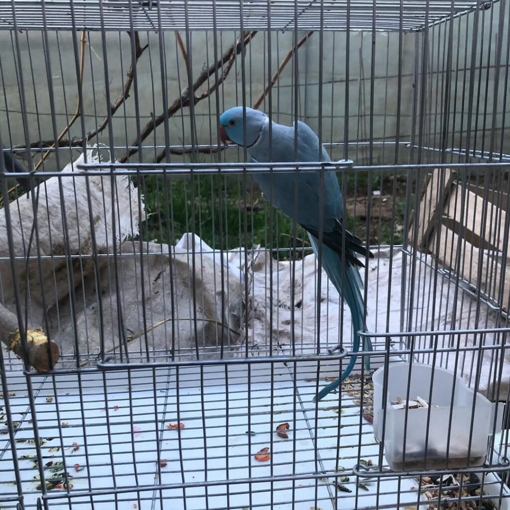 parakeet lifespan