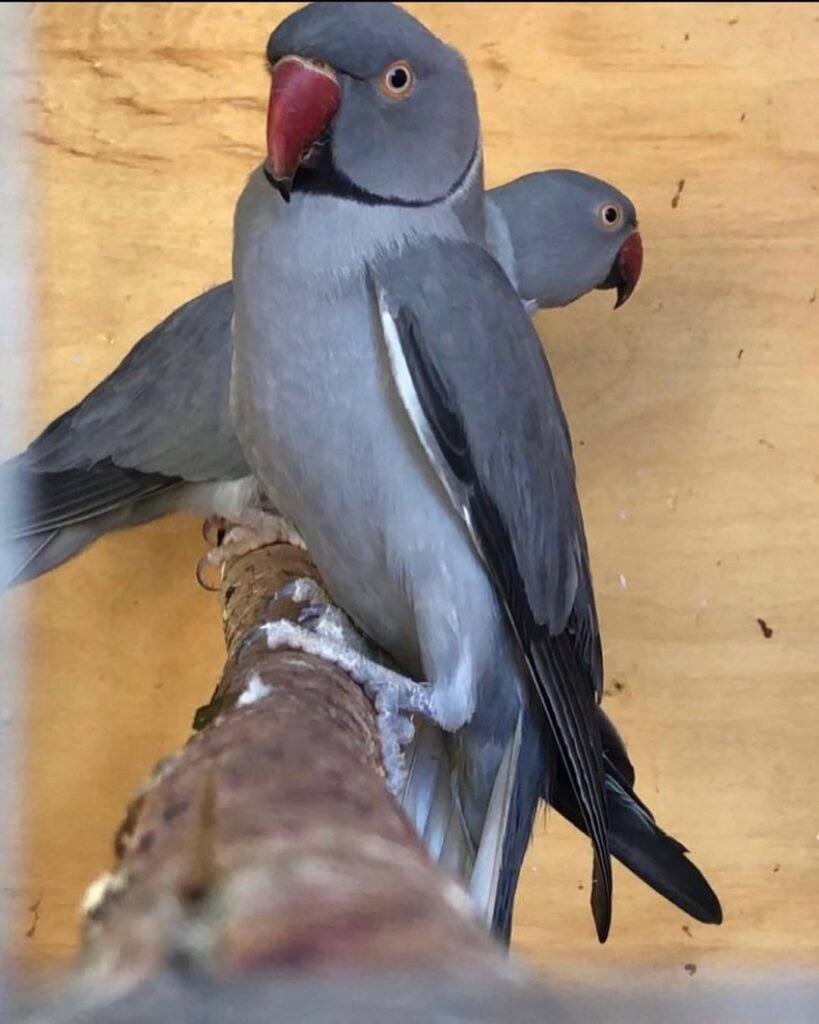 red rump parakeet