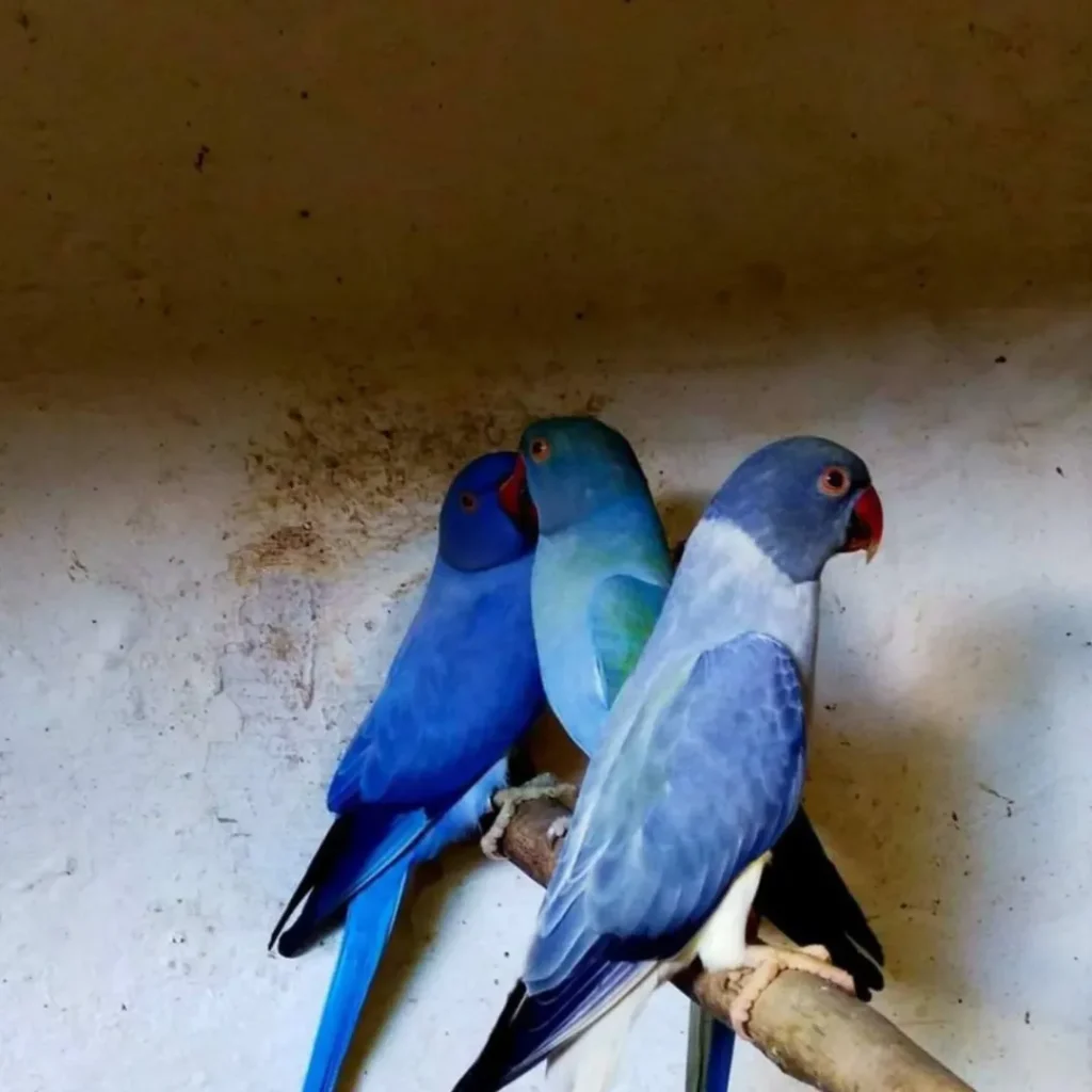 moustache parakeet