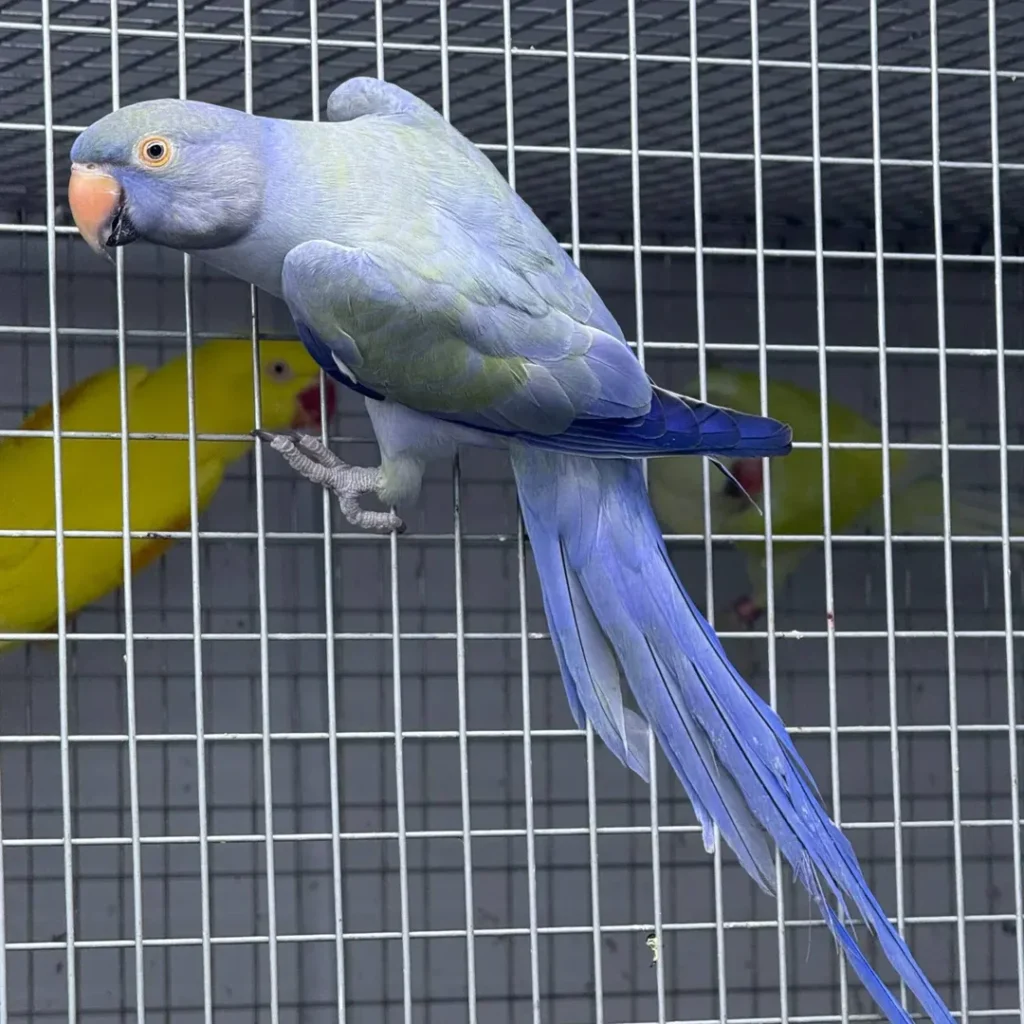 parakeet communities