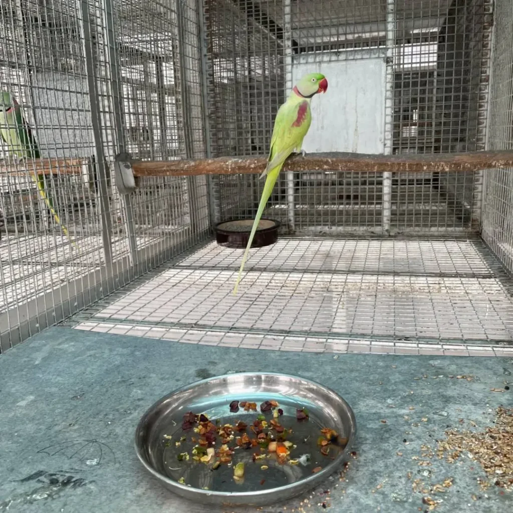 parakeet sounds