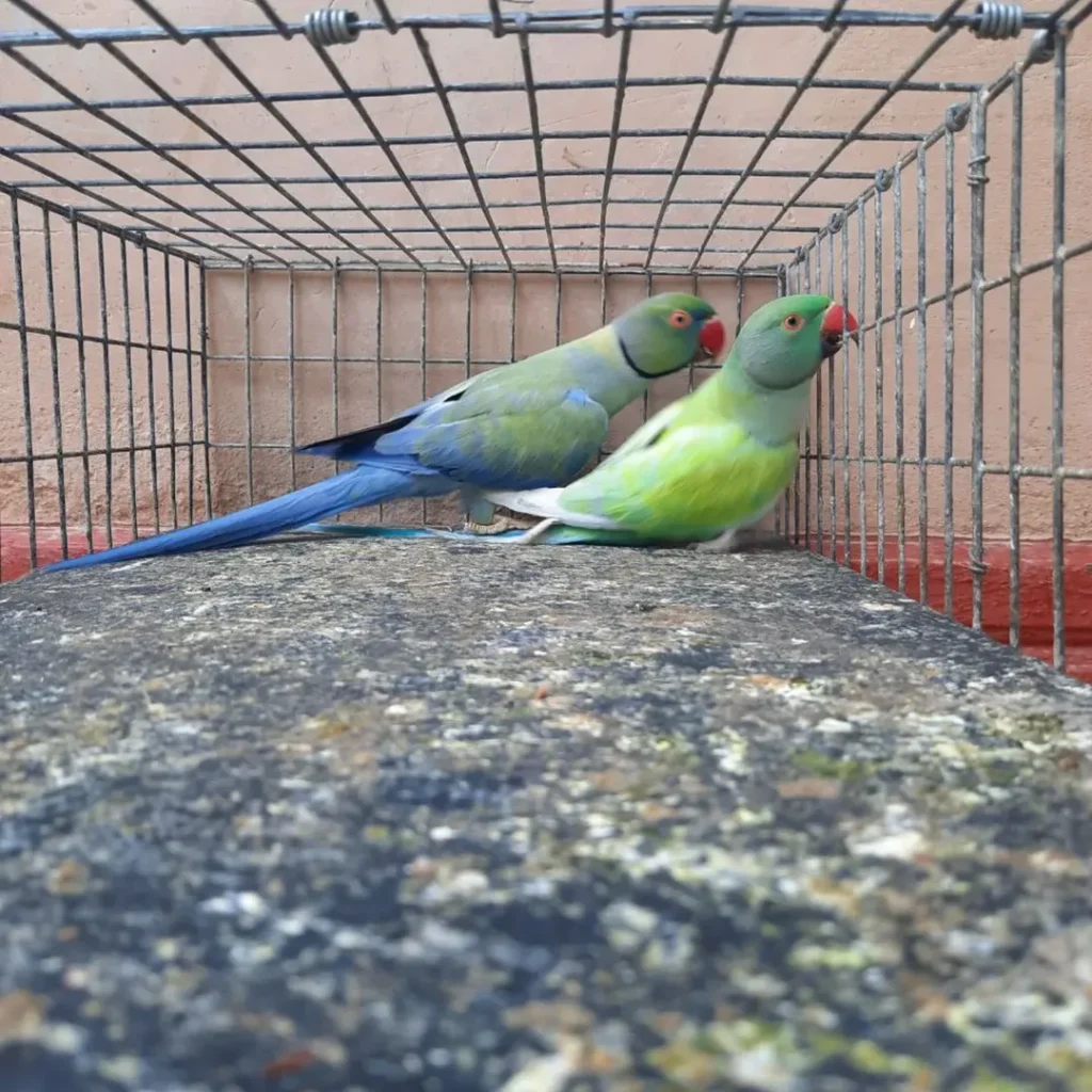 parakeet australia