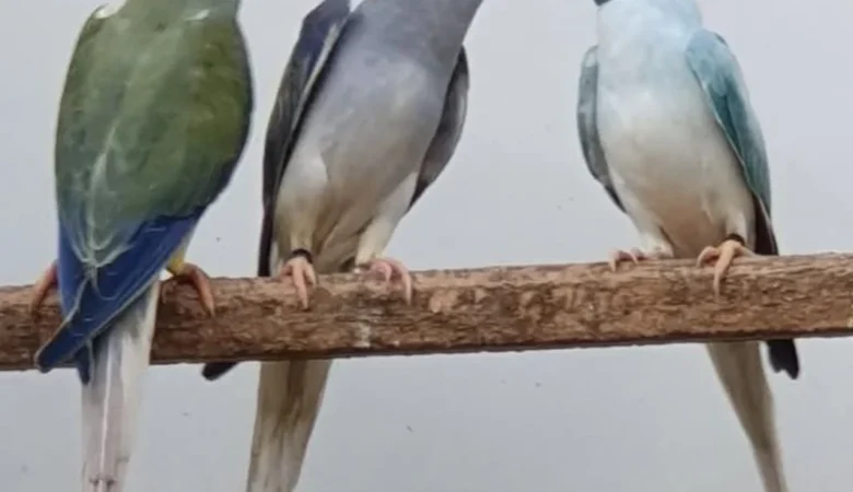 PARAKEETS FOR SALE IN Opelika, AL