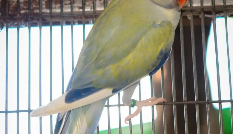 PARAKEETS FOR SALE IN Daphne, AL