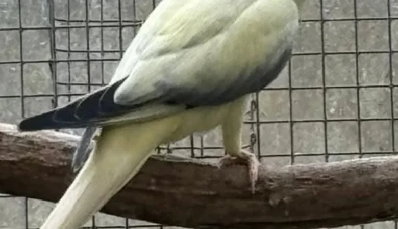 PARAKEETS FOR SALE IN Florence, AL