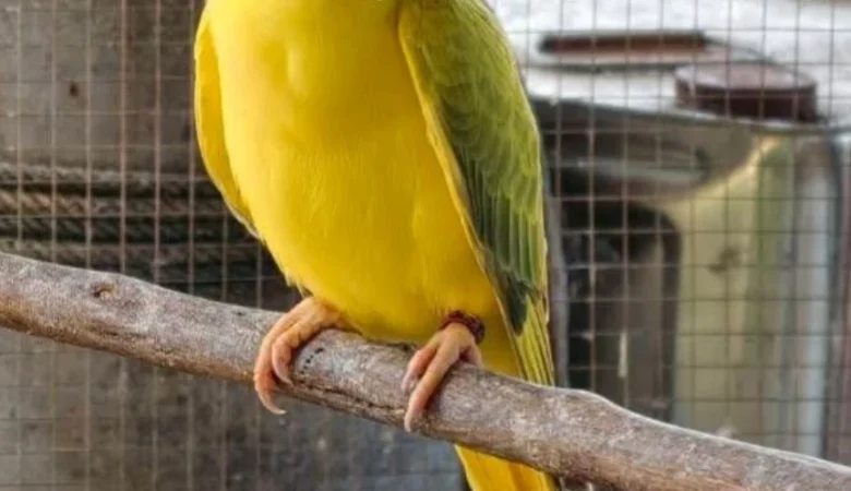 PARAKEETS FOR SALE IN Gadsden, AL