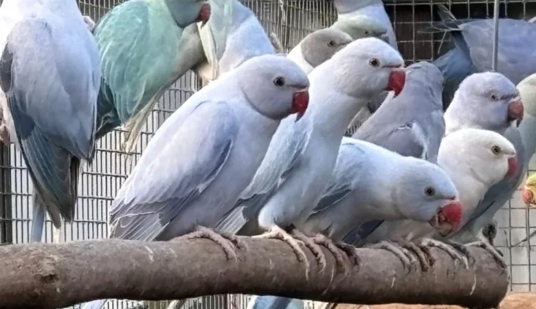 PARAKEETS FOR SALE IN Prattville, AL