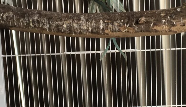 PARAKEETS FOR SALE IN Helena, AL