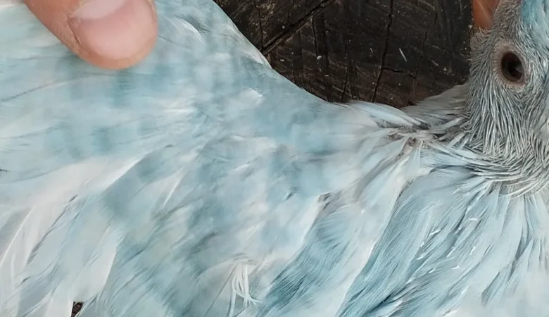 PARAKEETS FOR SALE IN Chelsea, AL