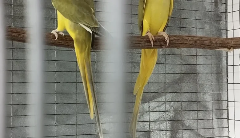 PARAKEETS FOR SALE IN Athens, AL