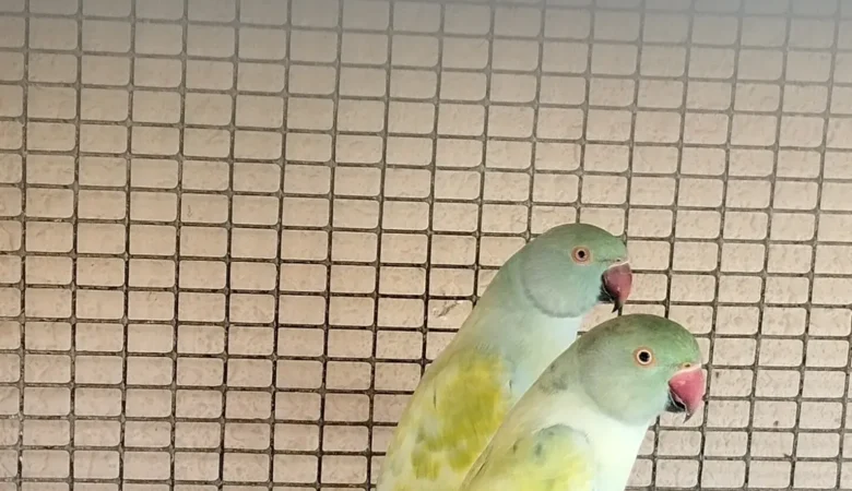 PARAKEETS FOR SALE IN Saraland, AL