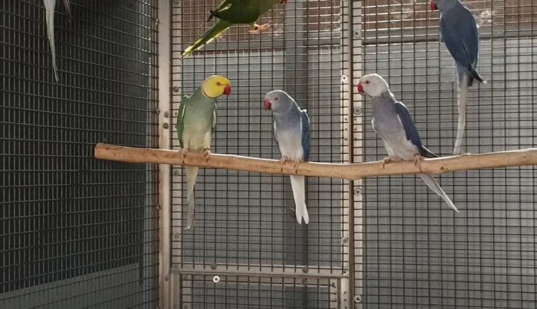 PARAKEETS FOR SALE IN Irondale, AL