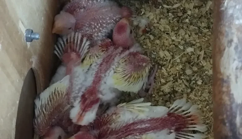 PARAKEETS FOR SALE IN Leeds, AL