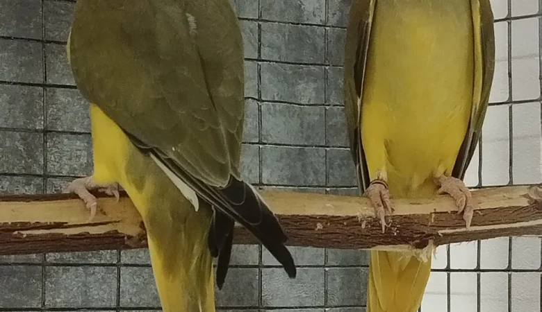 PARAKEETS FOR SALE IN Sylacauga, AL