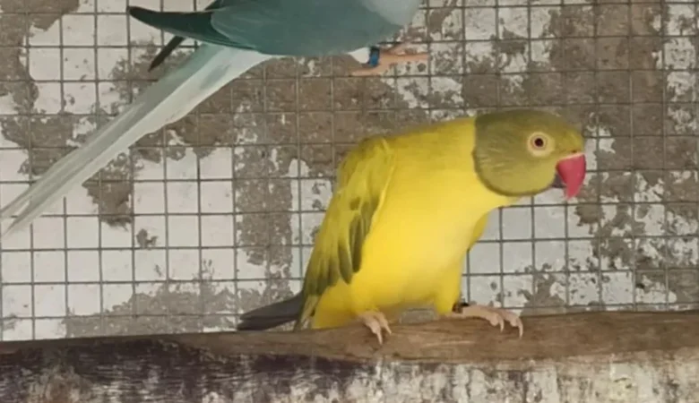 PARAKEETS FOR SALE IN Clanton, AL