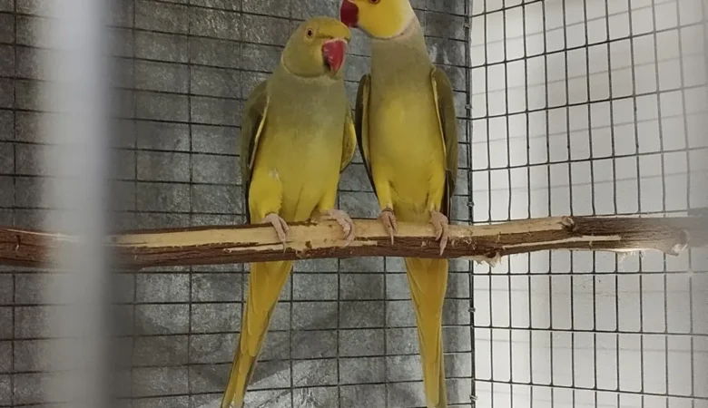 PARAKEETS FOR SALE IN Hueytown, AL