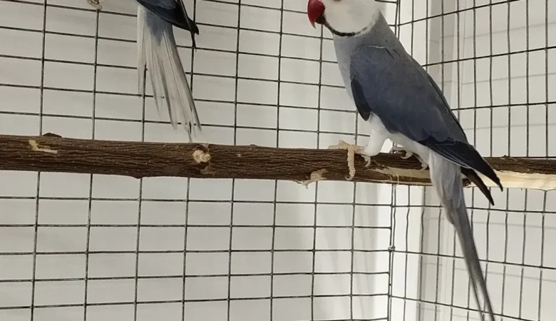 PARAKEETS FOR SALE IN Pell City, AL
