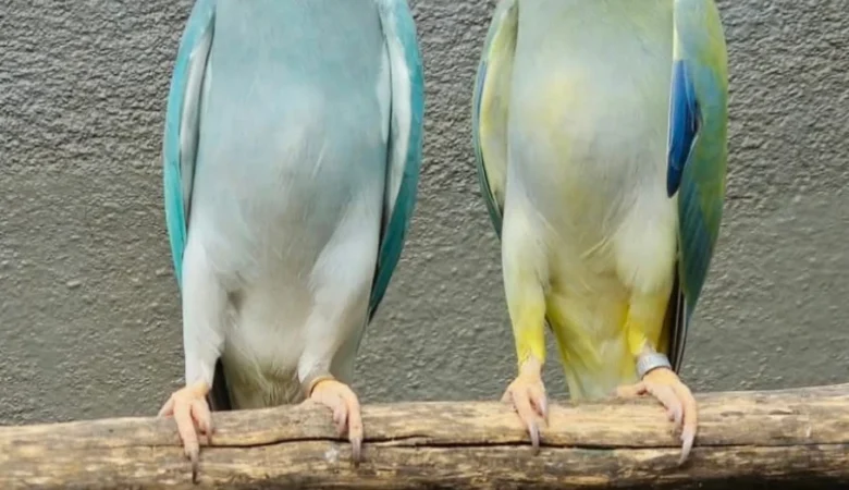 PARAKEETS FOR SALE IN Homewood, AL