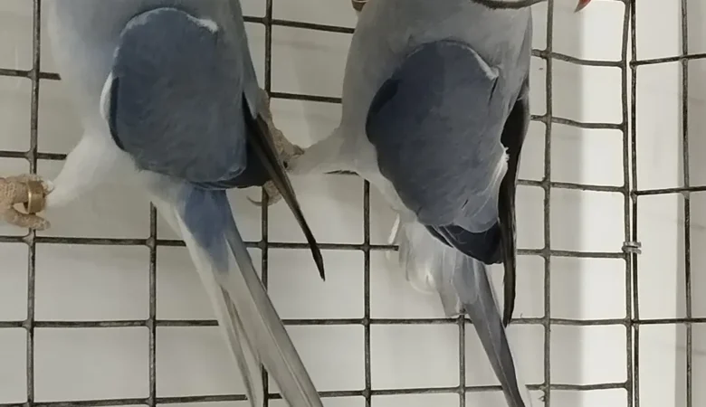 PARAKEETS FOR SALE IN Selma, AL