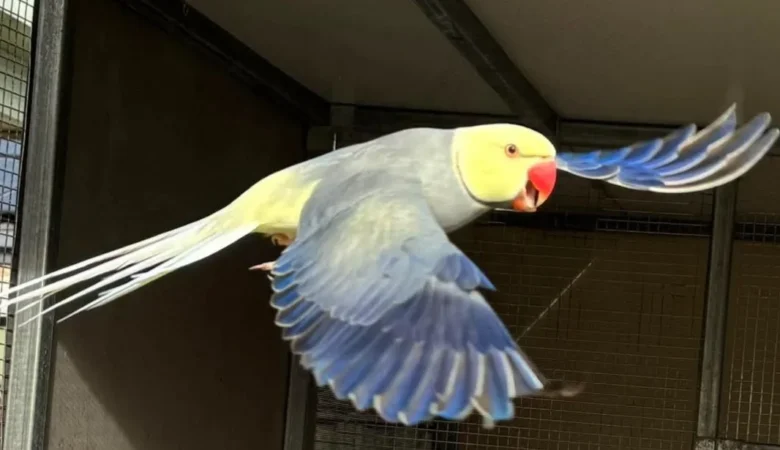 PARAKEETS FOR SALE IN Talladega, AL