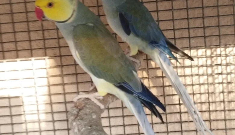 PARAKEETS FOR SALE IN Pelham, AL