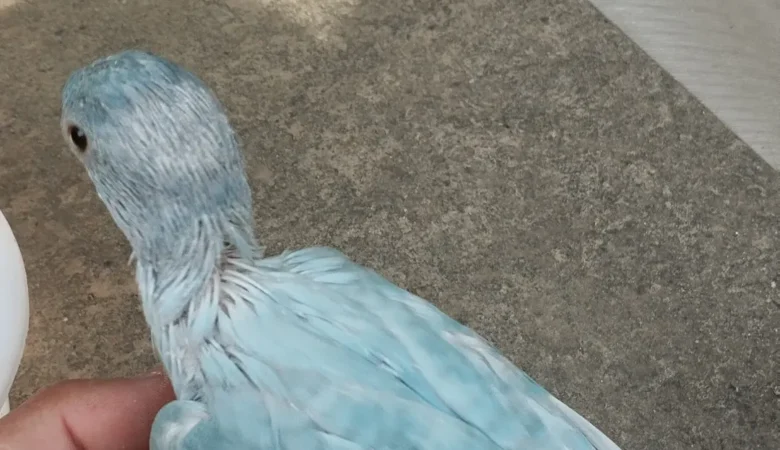 PARAKEETS FOR SALE IN Anniston, AL