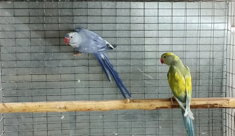 PARAKEETS FOR SALE IN Northport, AL