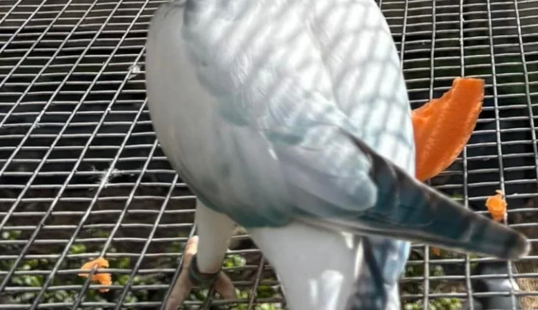 PARAKEETS FOR SALE IN Oxford, AL