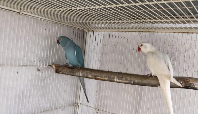 Indian Ringnecks for sale in Michigan