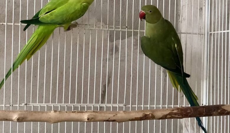 Indian Ringnecks for sale in Sweden