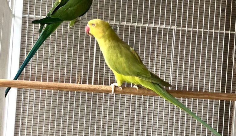 Indian Ringnecks for sale in Norway