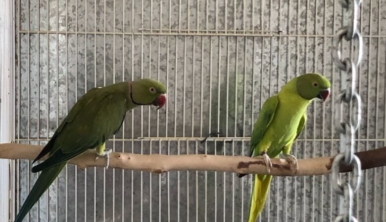 Indian Ringnecks for sale in Nevada