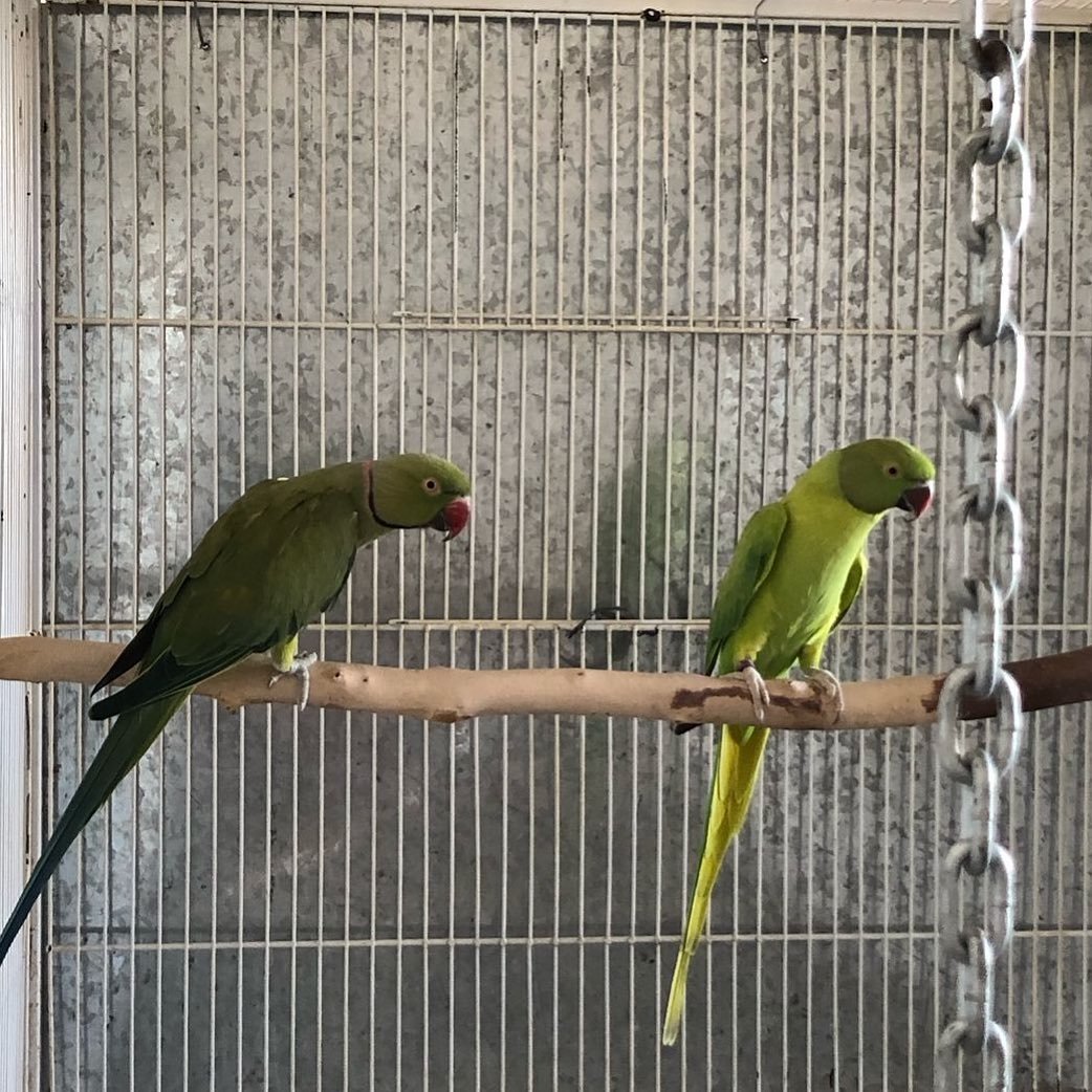 Indian Ringnecks for sale in Mexico