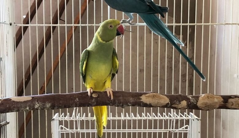 red parakeet