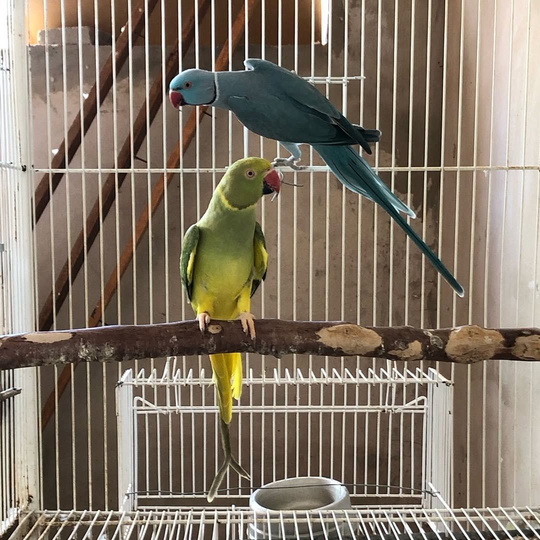 red parakeet