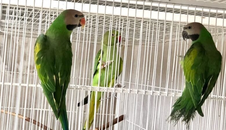 Indian Ringnecks for sale in Denmark