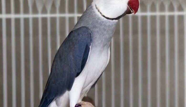 Indian Ringnecks for sale in Netherlands