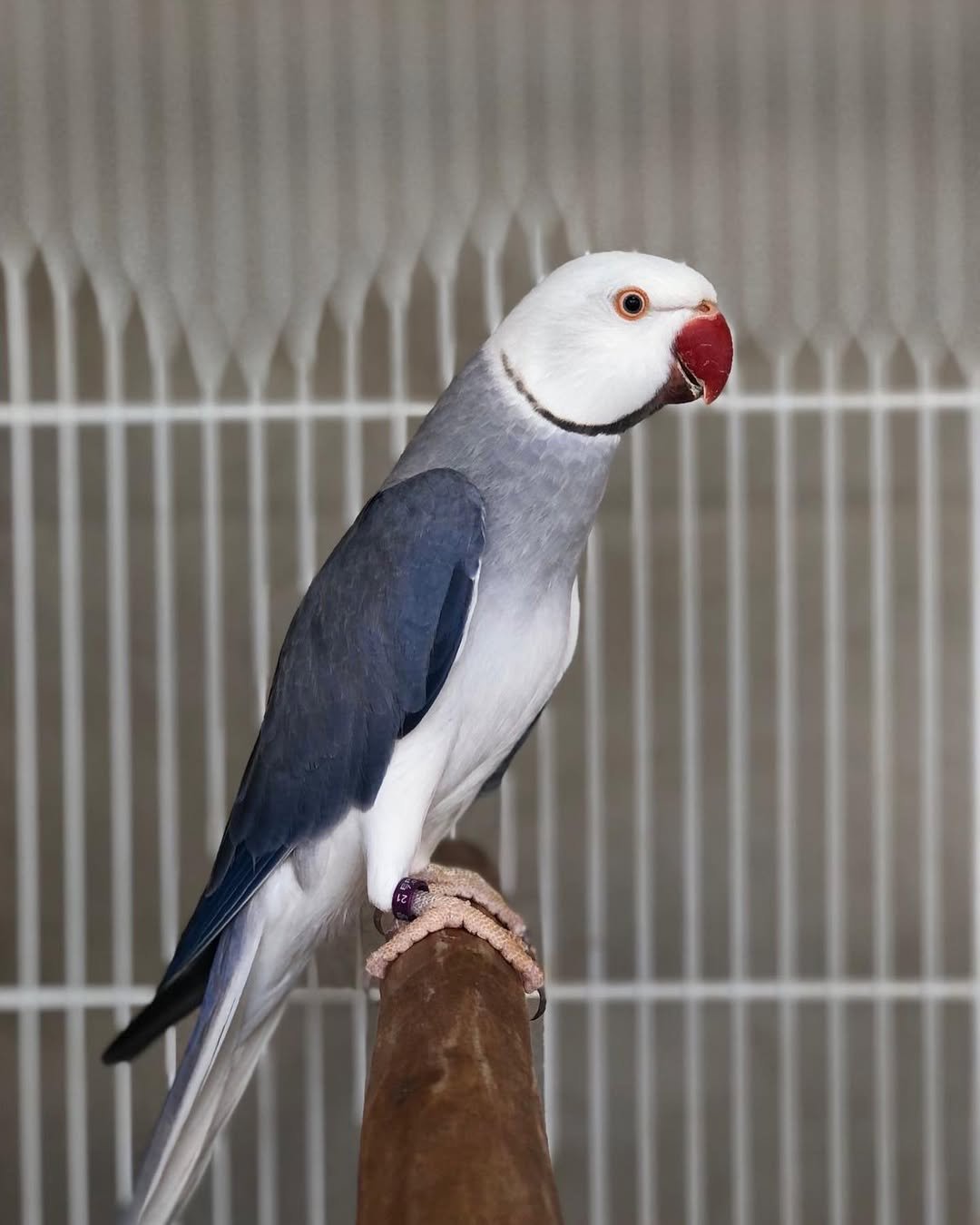 parakeet care
