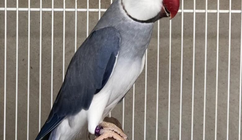 alexandrine parakeet